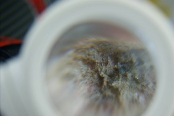 DSC08274.JPG