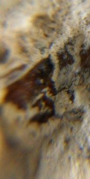 DSC07709. зрение12.jpg