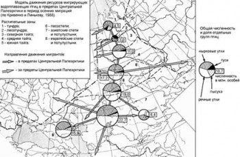 направления миграций птиц.jpg