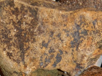 Израсцы и камни - 2016-07-17 07-35-30.дерево.jpg