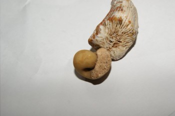 Израсцы и камни - DSC02973.JPG