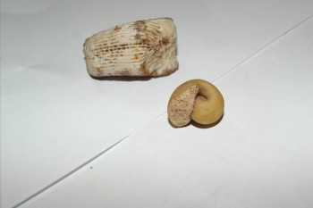 Израсцы и камни - DSC02969.JPG