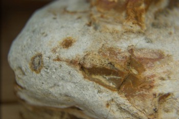 Израсцы и камни - DSC04322.JPG