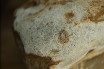 Израсцы и камни - DSC04326.JPG