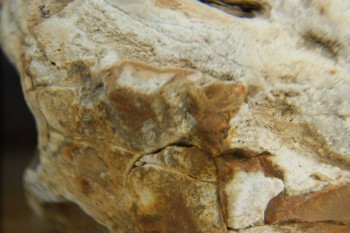 Израсцы и камни - DSC04331.JPG