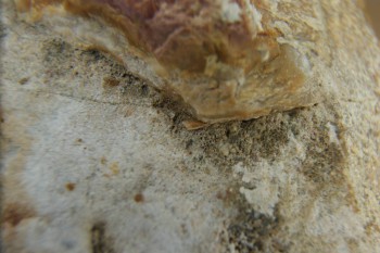 Израсцы и камни - DSC04336.JPG