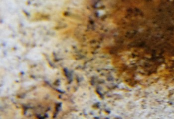 Израсцы и камни - DSC04345.новость2.jpg