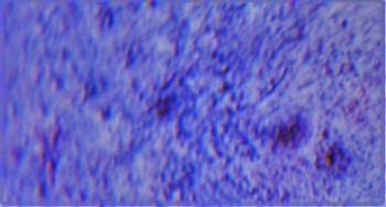 Израсцы и камни - DSC04345.новость5.jpg