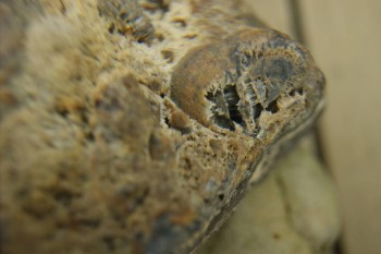 Израсцы и камни - DSC06386.JPG