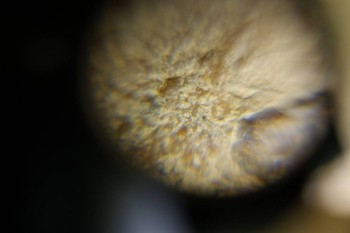 Израсцы и камни - DSC06501.JPG