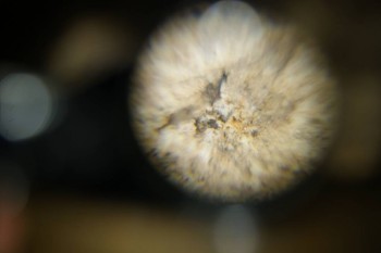 Израсцы и камни - DSC06503.JPG