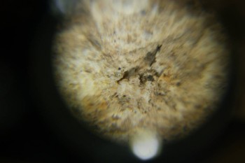 Израсцы и камни - DSC06504.JPG