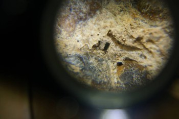 Израсцы и камни - DSC06509.JPG