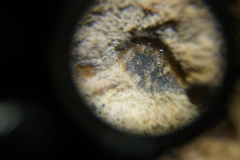 Израсцы и камни - DSC06512.JPG