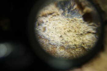 Израсцы и камни - DSC06513.JPG