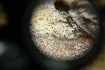 Израсцы и камни - DSC06514.JPG