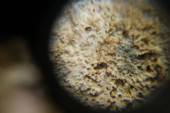 Израсцы и камни - DSC06519.JPG