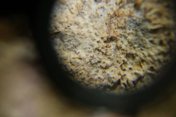 Израсцы и камни - DSC06520.JPG