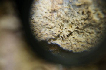 Израсцы и камни - DSC06521.JPG