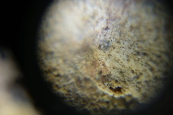 Израсцы и камни - DSC06523.JPG