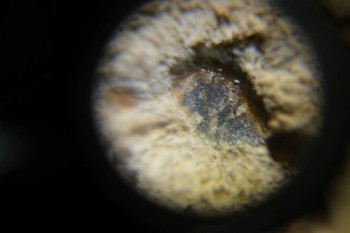 Израсцы и камни - DSC06525.JPG