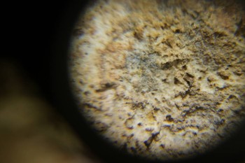 Израсцы и камни - DSC06536.JPG