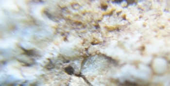 Израсцы и камни - DSC07909. Древность16.jpg