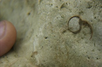 Израсцы и камни - DSC07946.JPG