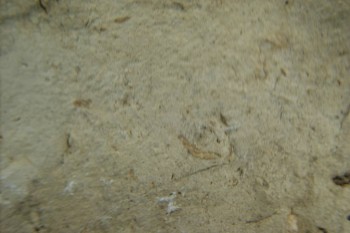 Израсцы и камни - DSC07953.JPG