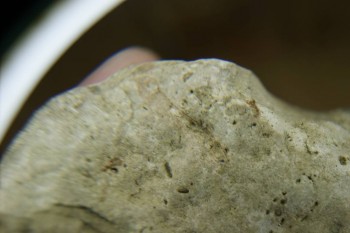 Израсцы и камни - DSC07961.JPG