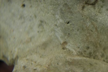 Израсцы и камни - DSC07966.JPG