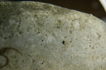 Израсцы и камни - DSC07977.JPG