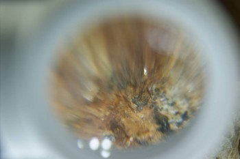 Израсцы и камни - DSC08136.JPG