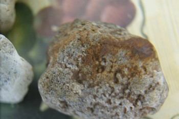 Израсцы и камни - DSC08166.JPG