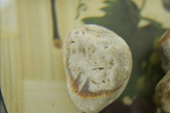 Израсцы и камни - DSC08173.JPG