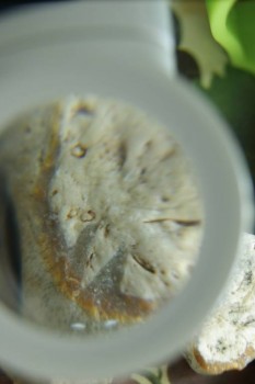 Израсцы и камни - DSC08178.JPG