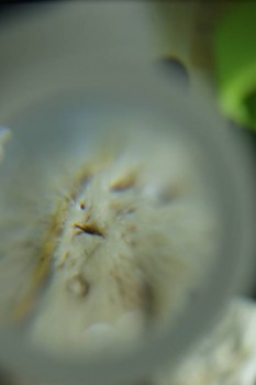 Израсцы и камни - DSC08180.JPG