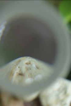 Израсцы и камни - DSC08181.JPG