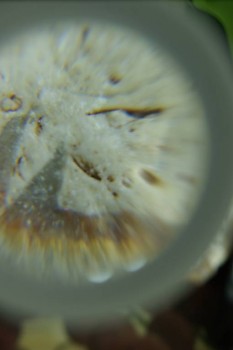 Израсцы и камни - DSC08182.JPG