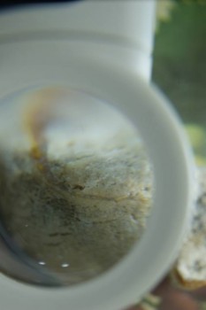 Израсцы и камни - DSC08184.JPG