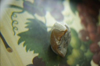 Израсцы и камни - DSC08185.JPG