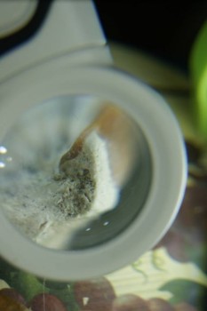 Израсцы и камни - DSC08188.JPG