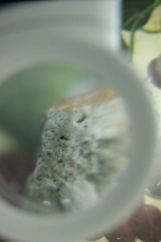 Израсцы и камни - DSC08190.JPG