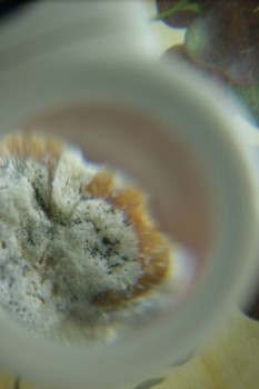 Израсцы и камни - DSC08189.JPG