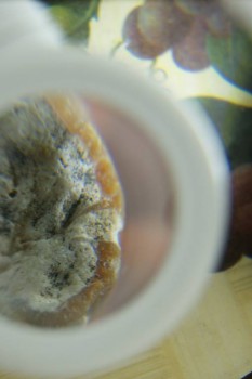 Израсцы и камни - DSC08193.JPG