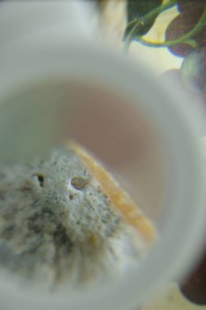 Израсцы и камни - DSC08194.JPG