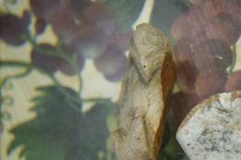 Израсцы и камни - DSC08197.JPG