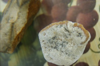 Израсцы и камни - DSC08198.JPG