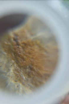 Израсцы и камни - DSC08200.JPG