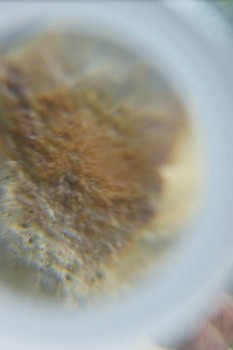 Израсцы и камни - DSC08201.JPG